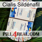 Cialis Sildénafil kamagra1